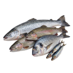 Ünlü Fisch Kategorie Bild