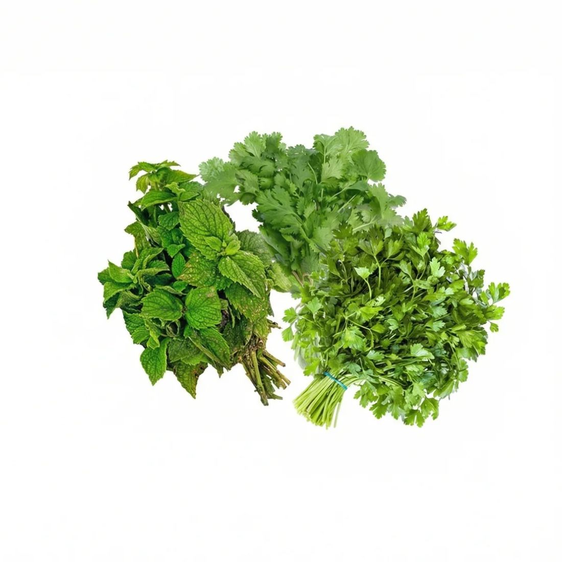 Minze Koriander Petersilie Bund
