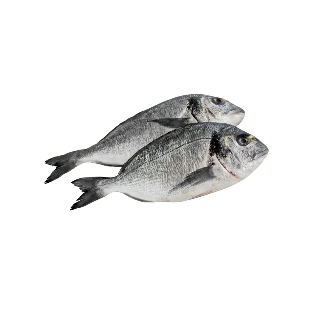 Frische Dorade Royal (Cupra Balığı) 1 kg