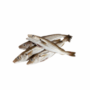 Frische Wittlinge (Taze Mezgit) 1 kg