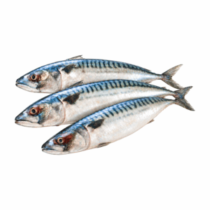 Frische Makrele (Uskumru Balığı) 1 kg