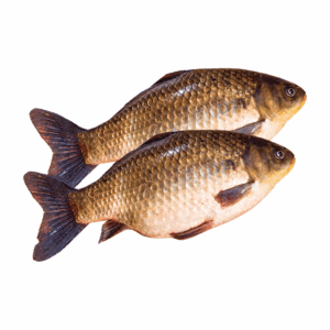 Frischer Karpfen (Sazan Balığı) 1 kg
