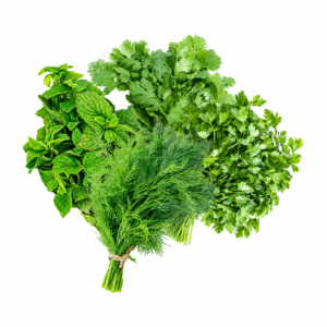Minze / Dill / Koriander / Petersilie Bund